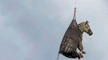 Ed in Tennessee: Entlaufenes Zebra dreht Runde mit dem Hubschrauber