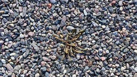 White vinegar and salt need one other item to kill gravel weeds 'for good'