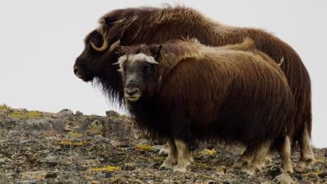 Au cœur du cœur de Thulé, sur la « baie de l’étoile polaire », un seigneur millénaire de l’Arctique : le bœuf musqué