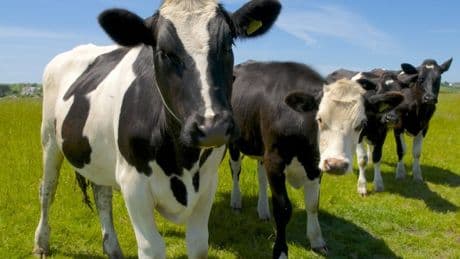 Mad cow disease confirmed on Essex farm
