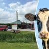 Zeven koeien dood door giftige meststoffen op boerderij, drie personen naar het ziekenhuis
