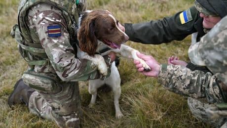 More pets to be allowed in military accommodation as ministers cut red tape