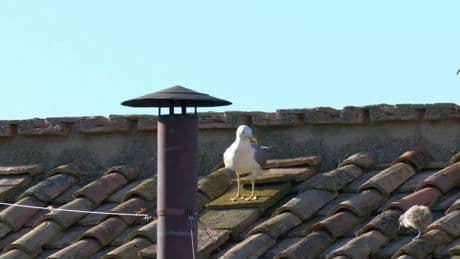 Conclave: les images de la fumée blanche qui annonce l’élection d’un nouveau pape