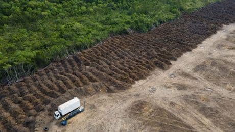 Amazonas verliert in 40 Jahren Fläche größer als Spanien