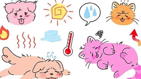 El calor también afecta a tu mascota: ¿sabes cómo protegerla?