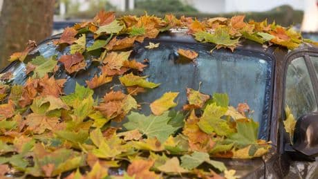 Autopflege im Herbst: So schadet Laub Ihrem Fahrzeug