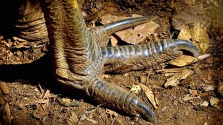 A Biologist Spotlights The World’s Most Aggressive Bird. Hint: It’s Flightless, It’s Not The Ostrich, And It’s Been Known To Kill People