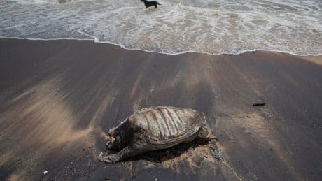 Sri Lankan court orders owners of container ship to pay $1 billion in marine pollution compensation