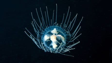 Giftige Qualle nimmt Kurs auf Ostsee: Erstmals Sichtung in Norwegen