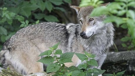 Wolfsituation in Österreich: »Nutztierschäden sind im letzten Jahr zurückgegangen«
