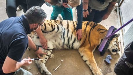 Five vets operate on sedated 17-stone tiger for ‘tricky’ paw operation