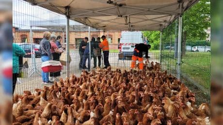 "Ça rencontre un franc succès": à Colmar, des distributions gratuites de poules anti-gaspi