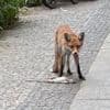Wildtierexperte klärt auf: Tierischer Großstadtlärm: Füchse bellen herzzerreißend
