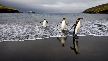 Des territoires inhabités mais riches en biodiversité: pourquoi les terres australes et antarctiques françaises revêtent une importance stratégique