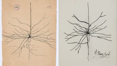 Un estafador vuelve a colar falsificaciones cutres de dibujos de Cajal en una casa de subastas