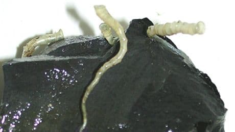 Exploran una dorsal oceánica a 2.500 m de profundidad y descubren especies nunca vistas