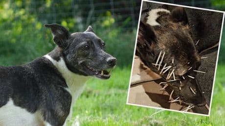 Nach Baumstachler-Attacke! - Tierheim bleibt auf 25.000 Euro Arztkosten sitzen