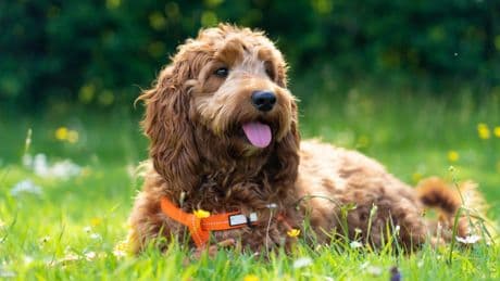 The six dog breeds most likely to get DIARRHOEA revealed by scientists – and why Jack Russells evade dreaded ‘poonami’