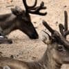 Q-koorts ontdekt bij rendieren na miskramen in dierentuin Kerkrade, RIVM waarschuwt bezoekers