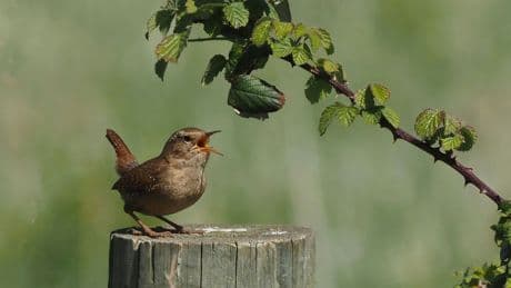 How Birds Can Help Your Mental Health (You Won't Even Have To Leave The House)