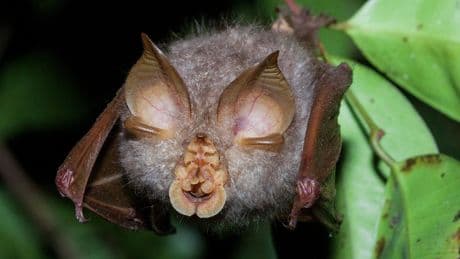 Covid-19: une étude met à mal l'hypothèse de la fuite de laboratoire et pointe du doigt les chauves-souris