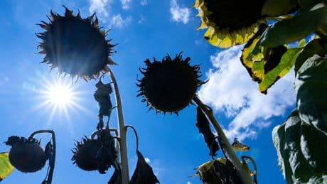Wichtiger Hinweis: So können Sie Ihren Garten vor der Sommerhitze schützen