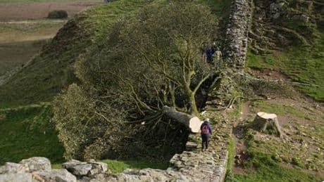 Fäller des »Robin Hood«-Baums zu mehr als vier Jahren Haft verurteilt