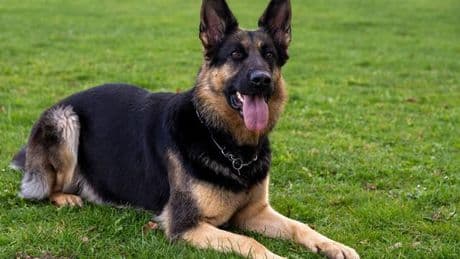 Notfälle: Schäferhund greift Passantin an - sie verliert Zahn