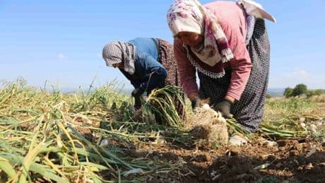 37 derecede çalışıyor ama iyi kazanıyorlar! Bu tarlada kadının gücü konuşuluyor: Günlük 1.200 TL alıyorlar