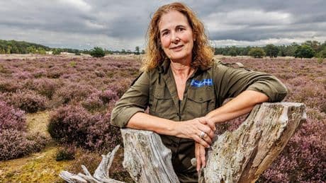 Wie bloeiende heide wil zien kan nu al op pad: hier moet je zijn
