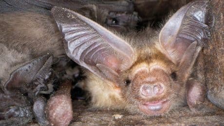 Bad Lauchstädt: Fledermaus mit Tollwut bei Kita entdeckt