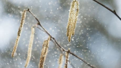 Stickstoffdünger verstärkt Allergien: Gräser produzieren sechsmal mehr Pollen