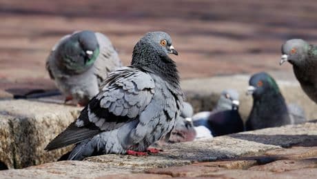 Cómo ahuyentar palomas de tu casa de forma definitiva: los mejores trucos
