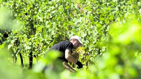 Tredici strade per brindare tra vigne, cantine e locande