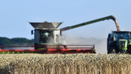 Une belle moisson de blé attendue cet été en France