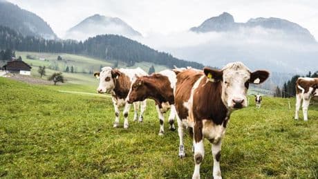Hiker, 85, trampled to death by herd of cows in front of his horrified wife