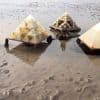 Hoe  bedreigde mosselen en oesters met een list beschermd worden tegen vraatzuchtige garnalen