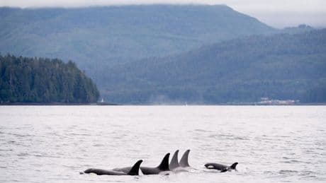 Vancouver whale watching company charged with disturbing a marine mammal