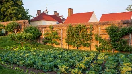 Grow fruit trees in small spaces with the trick known as espalier