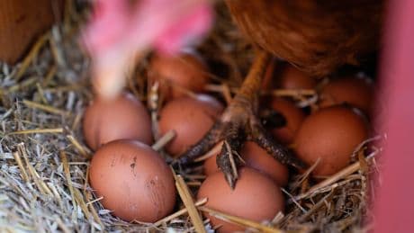 Eggs are less likely to crack when dropped on their side, according to science
