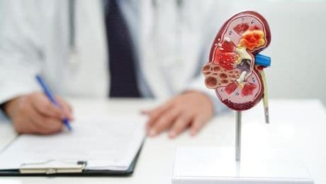 Boşaltım Sistemi Nedir, Görevleri Nelerdir? Boşaltım Sistemi Organları Hangileridir?