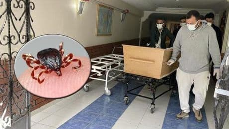 Sivas'ta sayı 7'e yükseldi! Kene kabusu devam ediyor