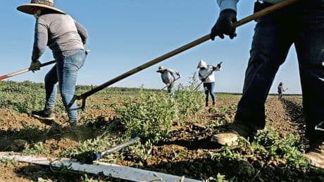 Einwanderung in den USA: Die Wirtschaft braucht Migranten, die Politik vertreibt sie