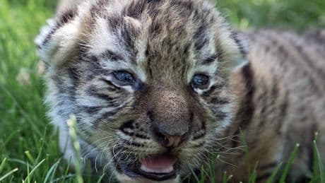 Duitse dierentuin doodt tijgerwelpjes nadat moeder niet voor kroost zorgt