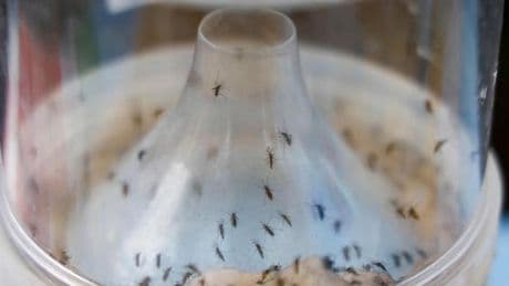 Chikungunya : deux cas autochtones dans le sud de la France sont « les plus précoces jamais identifiés » en métropole, selon Santé publique France