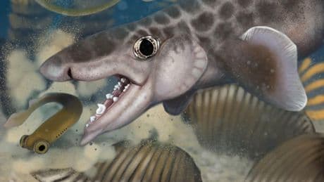 Mammoth Cave Yields Fifth New Shark Species In Fossil Record