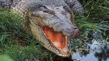 Krokodil-Schicksal erschüttert Australien – "Big John" ist tot