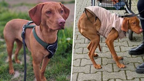 Drama um Gerichtsurteil - Hündin Bella muss zurück zu Tierquäler-Familie