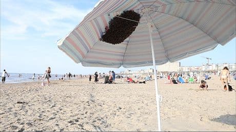 Zwerm van 4000 bijen zoekt verkoeling onder parasol in Zandvoort