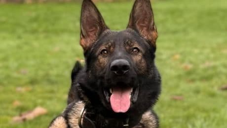 Hero Scots police dog sniffs out 'housebreaker' armed with two knives and 'swag'